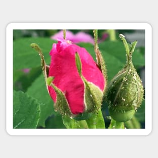 Rose Bud Sticker